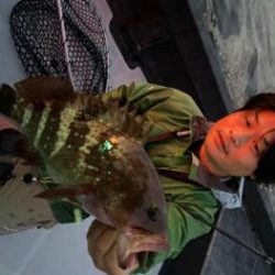 シーマジカル 釣果