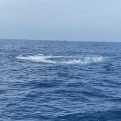 へいみつ丸 釣果