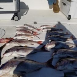 暁〜akatsuki〜 釣果