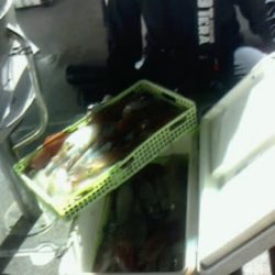 第二大福丸 釣果