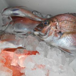 こうゆう丸 釣果