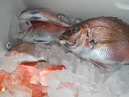 こうゆう丸 釣果