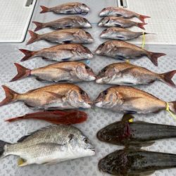 ミタチ丸 釣果