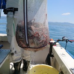 たかみ丸 釣果