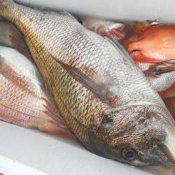 こうゆう丸 釣果