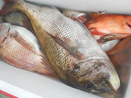 こうゆう丸 釣果