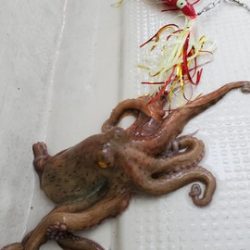 遊漁船 ニライカナイ 釣果