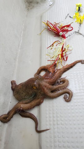 遊漁船 ニライカナイ 釣果