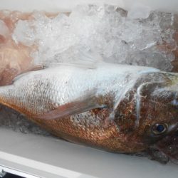 こうゆう丸 釣果