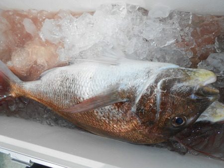 こうゆう丸 釣果