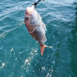 遊漁船 ニライカナイ 釣果