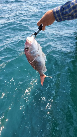 遊漁船 ニライカナイ 釣果