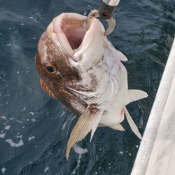 遊漁船 ニライカナイ 釣果