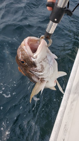 遊漁船 ニライカナイ 釣果