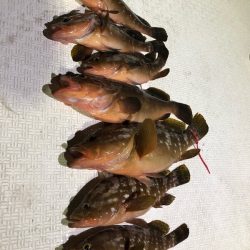 Magic(マジック) 釣果