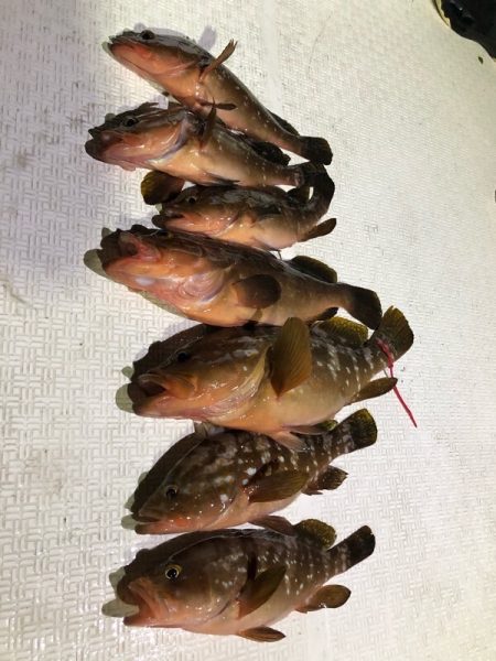 Magic(マジック) 釣果