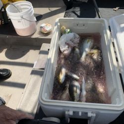 第八大安丸 釣果