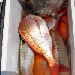 遊漁船 新鋭丸 釣果