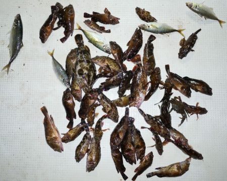 TOPGUN名古屋 釣果