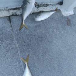 遊漁船 新鋭丸 釣果