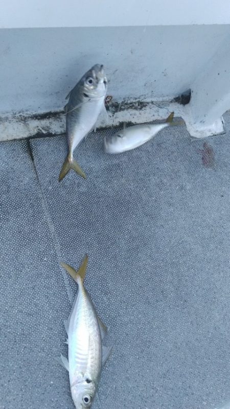 遊漁船 新鋭丸 釣果