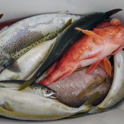 遊漁船 新鋭丸 釣果