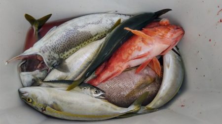 遊漁船 新鋭丸 釣果