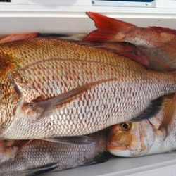 遊漁船 新鋭丸 釣果