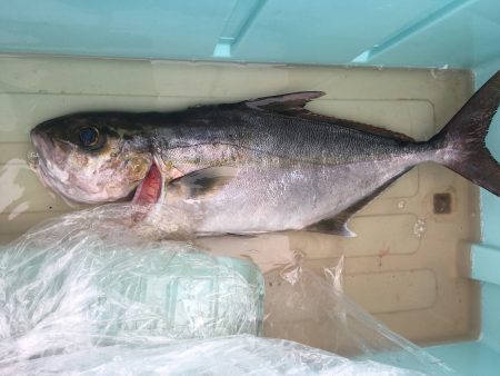 伊豆下田フィッシング 釣果