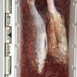 伊豆下田フィッシング 釣果