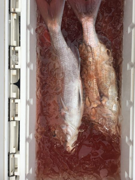 伊豆下田フィッシング 釣果