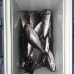 伊豆下田フィッシング 釣果