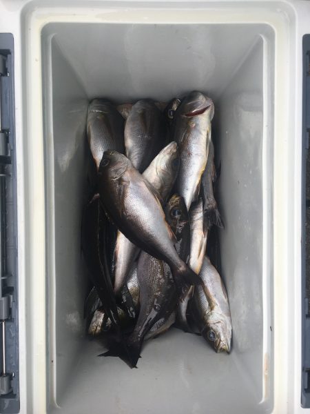 伊豆下田フィッシング 釣果