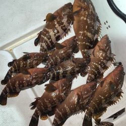 TOPGUN名古屋 釣果