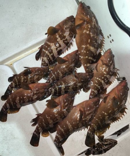 TOPGUN名古屋 釣果