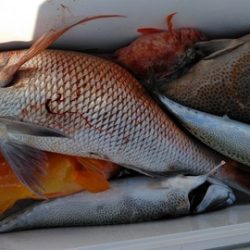 遊漁船 新鋭丸 釣果