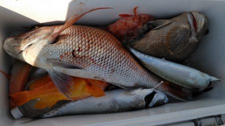 遊漁船 新鋭丸 釣果