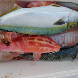 遊漁船 新鋭丸 釣果