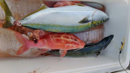 遊漁船 新鋭丸 釣果