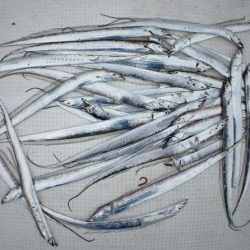 TOPGUN名古屋 釣果