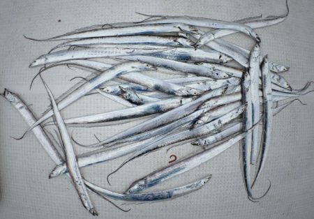 TOPGUN名古屋 釣果