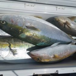 第五慶門丸 釣果