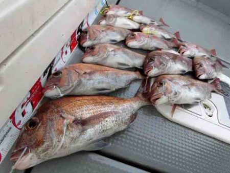 遊漁船 セトマリン 釣果