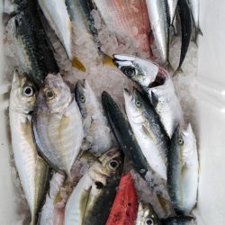 遊漁船 新鋭丸 釣果