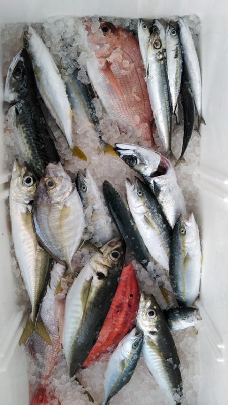 遊漁船 新鋭丸 釣果
