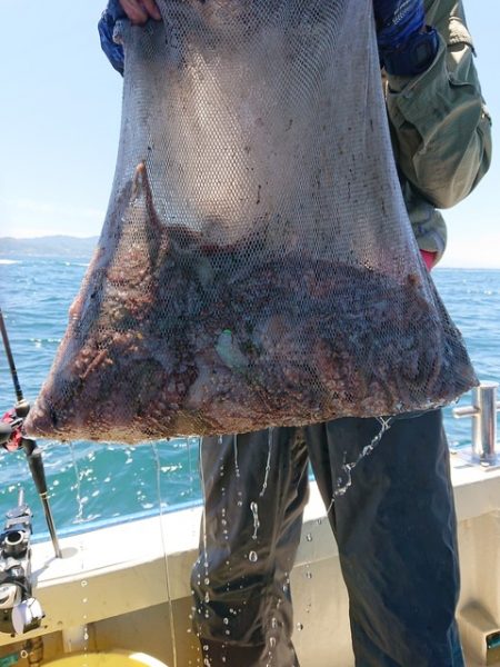 たかみ丸 釣果