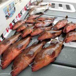 遊漁船 セトマリン 釣果