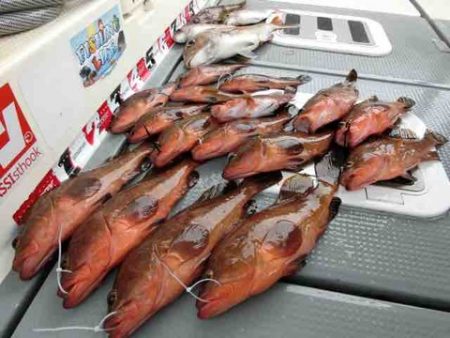 遊漁船 セトマリン 釣果