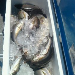 第二大福丸 釣果