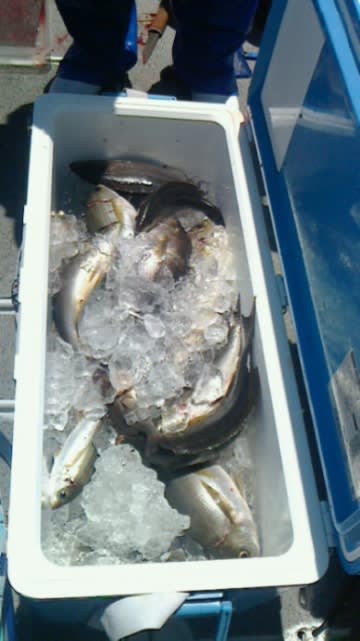 第二大福丸 釣果